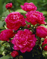 Без бренда «2KMB-4036» в Смоленске