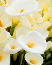 Без бренда «Белые каллы» в Смоленске