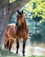 Без бренда «Лошадь у дерева» в Смоленске