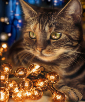 Без бренда «2KXSB-0678» в Смоленске