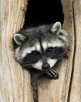 Без бренда «Енот в дупле» в Смоленске