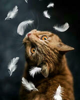 Без бренда «Кот среди перышек» в Смоленске