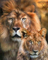 Грозный лев и его львица