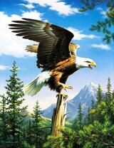 Белоголовый орлан на ветке