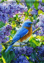 Синяя птичка на цветущей сирени