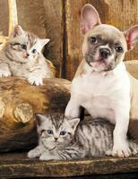 Без бренда «Милый щенок французского бульдога и два котёнка» в Смоленске