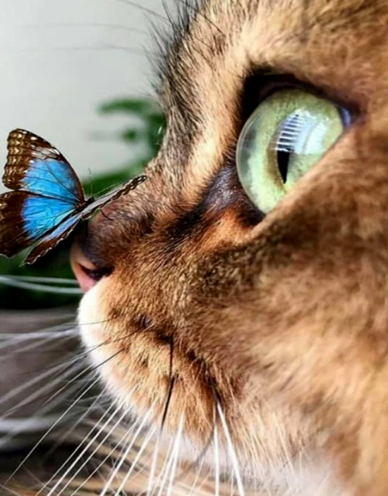 Алмазная мозаика 30x40 Котёнок с синей бабочкой на носу
