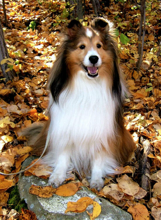 Алмазная мозаика частичная выкладка 21x25 Довольный пёс среди осенних листьев