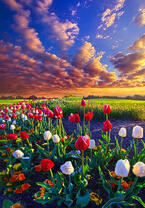 Без бренда «Поле тюльпанов под облачным небом» в Смоленске